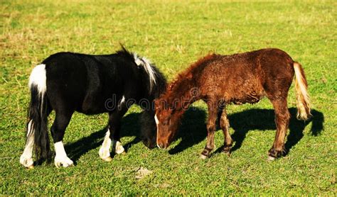 Feeding Horses Stock Image Image Of Outdoors Summer 28814131