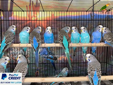 Blue Parakeet