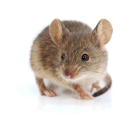 House Mouse Identification And Control In Utah