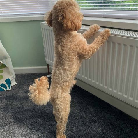 Poodle Tail Curl: A Comprehensive Guide!