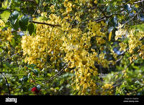 Fully Naturally Grown Golden Shower Flowers Full Of The Tree In