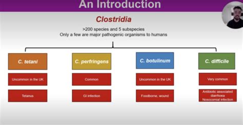 Gram Positive Spore Forming Rods Flashcards Quizlet