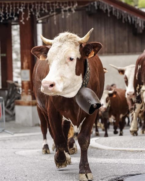 F Te Du Reblochon Et De L Artisanat La Clusaz