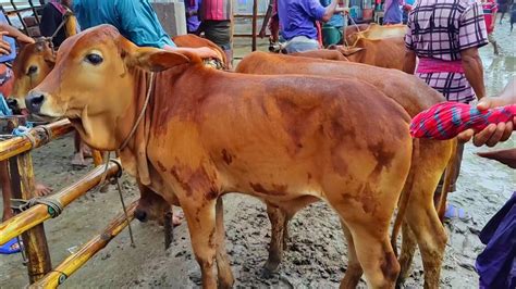 @আজ ঈদের ২য় দিন |প্রচুর চাহিদা সম্পন্ন শাহীওয়াল জাতের ষাঁড় বাছুর ...
