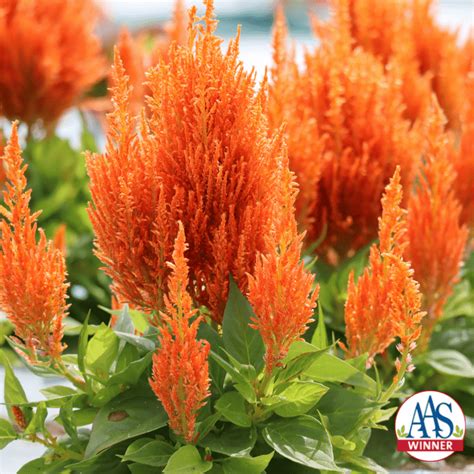 Celosia Flamma Orange | All-America Selections