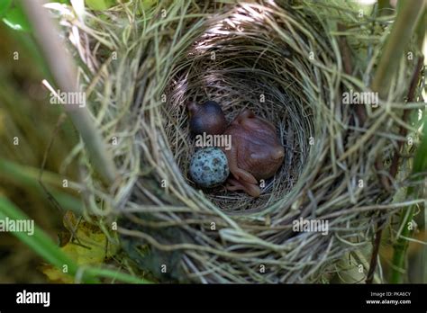 A Chick Of Common Cuckoo Cuculus Canorus In Nest Of Marsh Warbler