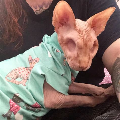 Feline Herpes Turns Hairless Eyeless Cat Into Instagram Influencer