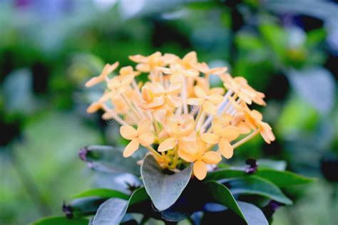 Beautiful Garden Yellow Ixora Flower Close Up Shot Of Yellow Ixora