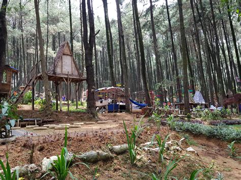 Aktivitas Menarik Di Hutan Pinus Gunung Pancar