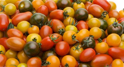 Tomate Cerise Méli mélo de Couleur Oléron Primeurs