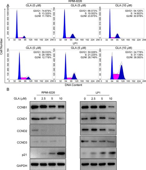 Gla Induces Mm Cell Cycle G M Arrest A Mm Cell Lines Rpmi And