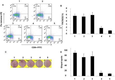 Analysis Of Virus Specific Ctl By Tetramer Staining And Enzyme Linked