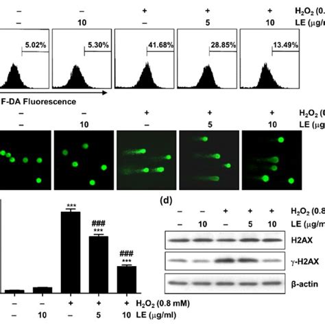 Effect Of Le On H O Induced Ros Generation And Dna Damage In C C