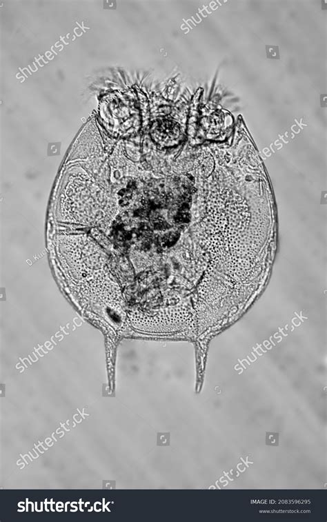 Microscopic Rotifer Platyias Quadricornis Under Microscope Stock Photo