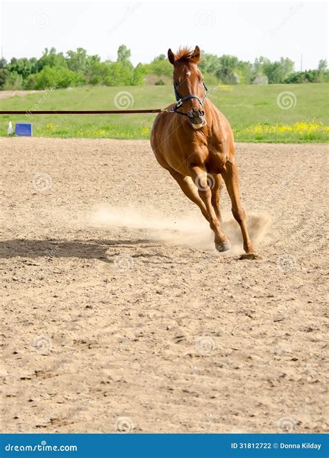lunge line horse 3