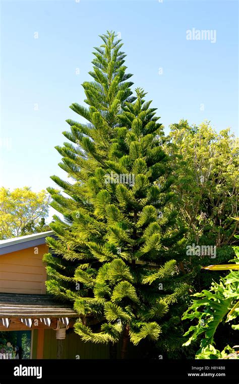 Norfolk Island Pine Fotos Und Bildmaterial In Hoher Aufl Sung Alamy