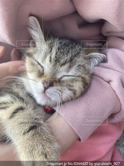 抱っこで眠る猫の写真・画像素材 6344420 Snapmart（スナップマート）