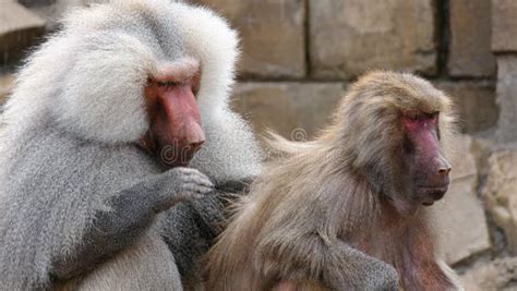 Baboons grooming stock image. Image of adult, female - 145771755