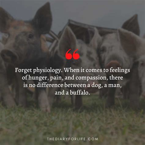 45 Quotes About Animal Abuse To Stop Animal Cruelty