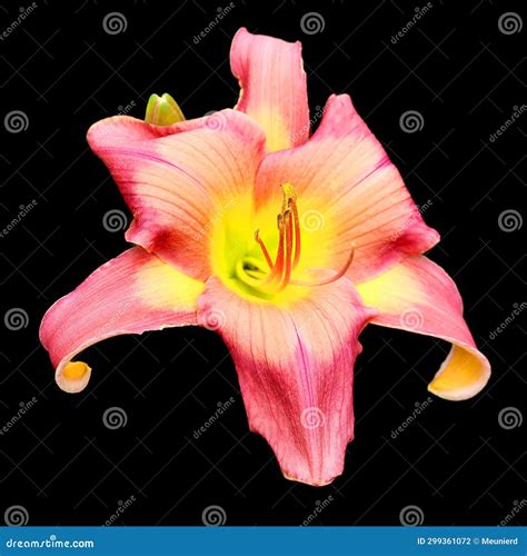 Amaryllis Is The Only Genus In The Subtribe Amaryllidinae Stock Photo