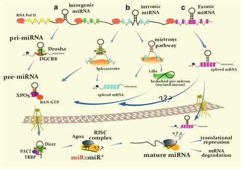 Biogenesis Of Micrornas Microrna Biogenesis Depends On The Genomic