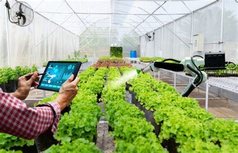 Biotecnologia na Agricultura avanços e controvérsias