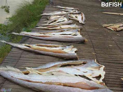 Fish Drying And Dehydration Bdfish Feature