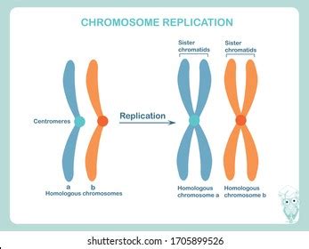 Chromosomes Replication Scheme Blue Orange Colour Stock Vector Royalty