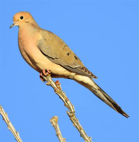 Mourning Dove Bird Photo Mourning Dove My Best Friend