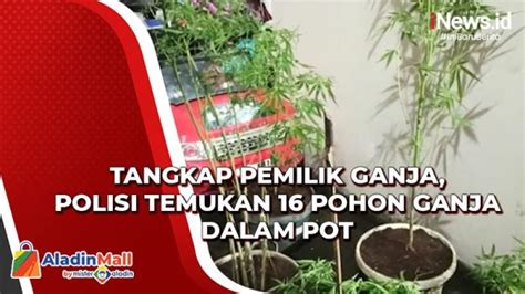 Tangkap Pemilik Ganja Di Sukabumi Polisi Temukan Pohon Ganja Dalam Pot