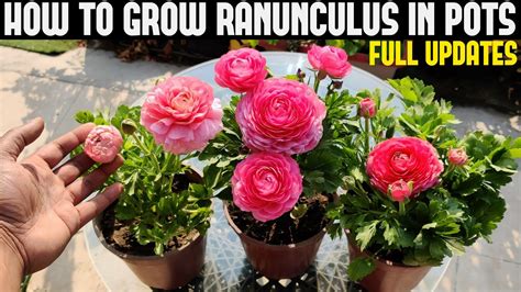 How To Grow Ranunculus Full Information Youtube