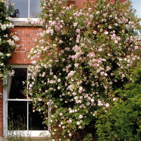 Cécile Brunner Climbing Roses David Austin Roses Rose Plant Care