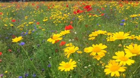 Welsh Conservation Scheme Brings Back Wildflowers BBC News