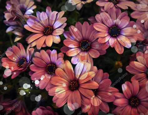 Beautiful Pink Flowers Stock Photo By ©artnature 43510559