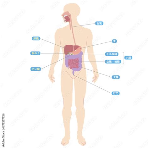 シンプル 人体図 消化器 各部名称 Stock Vector Adobe Stock