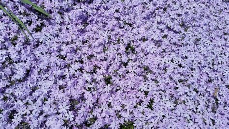 10 Pretty Purple Shade Perennials Every Garden Needs