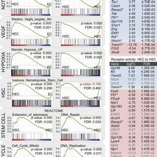 Analysis Of Eht Cell Subsets A Whole Mount Image Of A Sp Ly Agfp