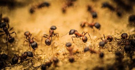 Do Ants Sleep: A Bunch of Interesting Facts for You