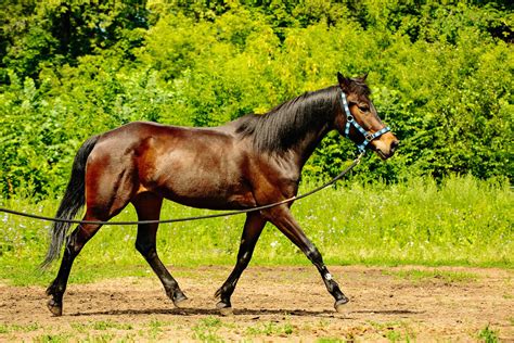 How To Structure A 20 Minute Lunging Session For Your Horse Artofit