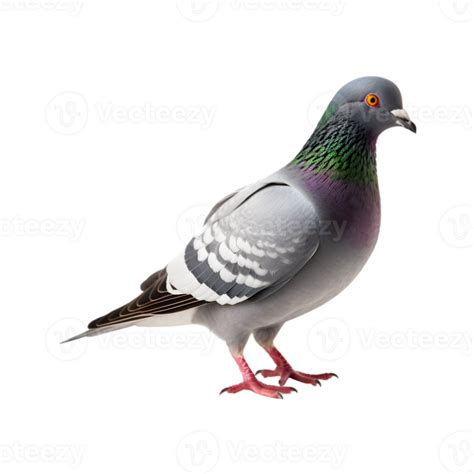 Full Body Of A Racing Pigeon Side View Isolated On A Transparent