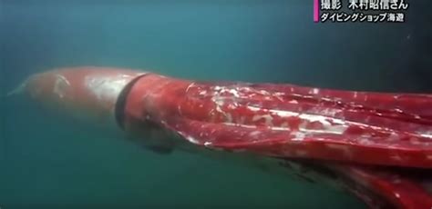 Giant Squid Visits Harbor In Japan Discovery Blog Discovery