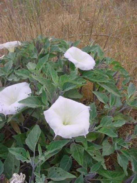 датура бяла външна datura / Градина
