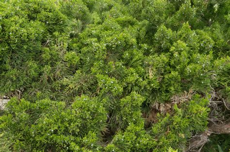 Garten Navi Virginischer Baumwacholder Juniperus Virginiana Canaertii