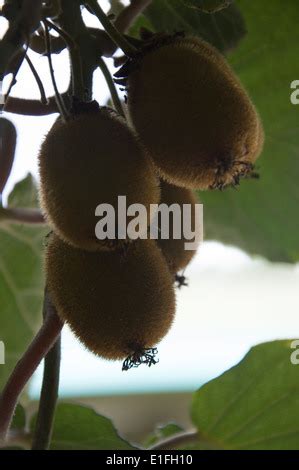 Kiwi Fruit growing in New Zealand Stock Photo - Alamy