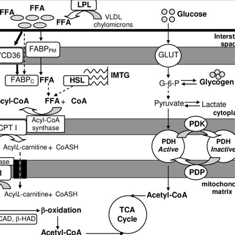 2 Schematic Diagram Of The Fatty Acid Glucose Metabolic Pathways In Download Scientific