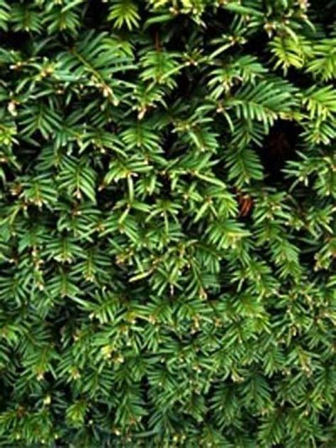 Taxus Baccata Eibe Heimische Eibe Fertighecke Heckenelement 150 Cm