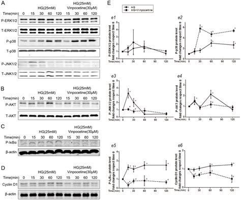 Vinpocetine Regulates Hg Induced Cell Signaling A Representative