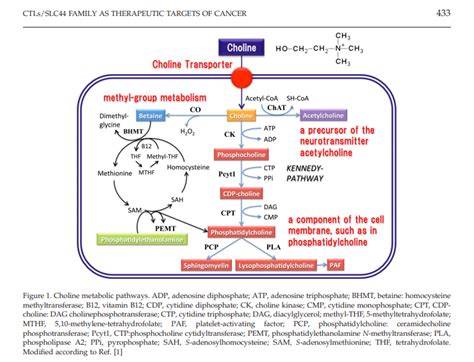 Methylation Cycle Questions -- Need Help Deciphering Symptoms | Phoenix ...