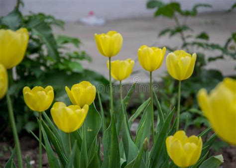 O Grupo De Tulipas Amarelas Bonitas Fundo Verde Borrado Papel De