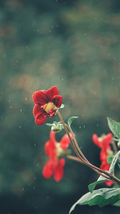 Beautiful Flowers In Rain Hd Wallpapers Best Flower Site